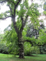 Americká zahrada u Chudenic